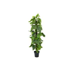 Pianta Pothos EUROPALMS, pianta artificiale, 180cm