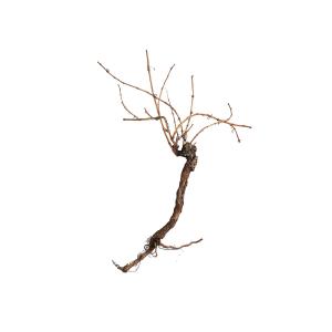 EUROPALMS Vite 150cm